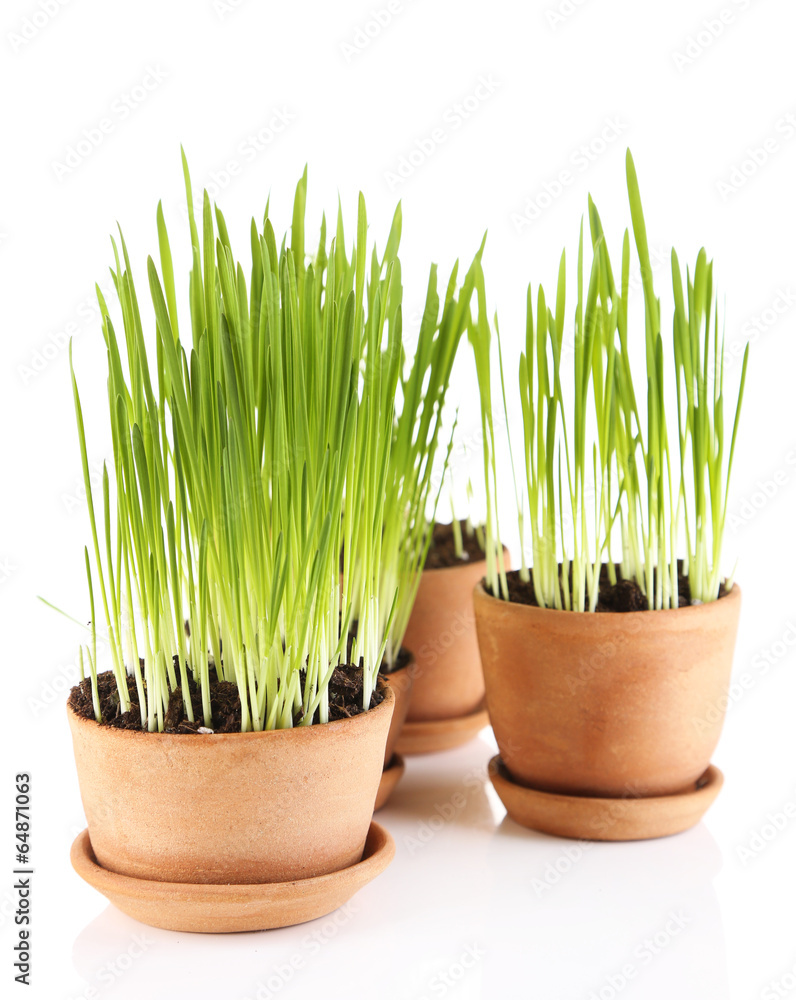 Green grass in flowerpots, isolated on white Green grass in flowerpots, isolated on white