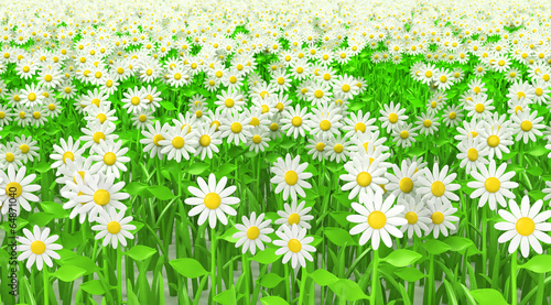 Grass green with flowers isolated photo