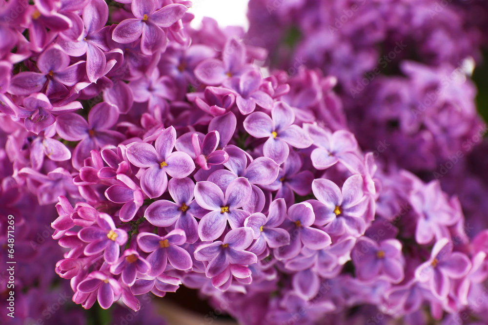 Beautiful lilac flowers close up