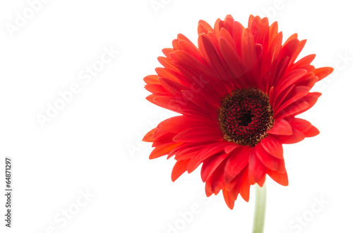 Gerbera