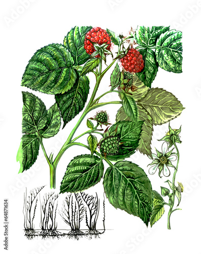 Fruits and leaves of Raspberry. Botany