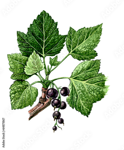 Fruits and leaves of Blackcurrant. Botany