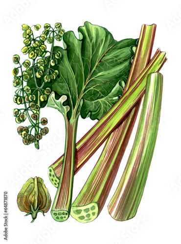 Fruits and leaves of Rhubarb. Botany