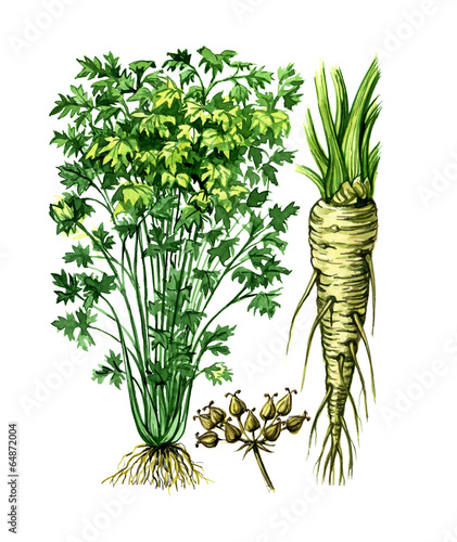Fotografie Fruits and leaves of parsley Petroselínum. Botany