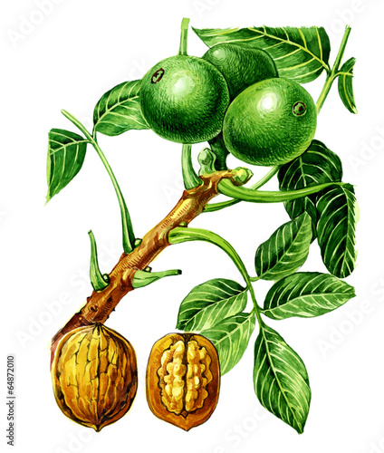Fruits and leaves of walnut Juglans regia) Botany