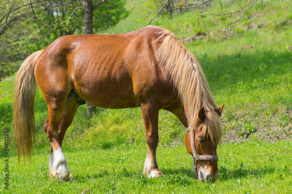 Portrait of draft horse on a spring pasture. Portrait of draft horse on a spring pasture.