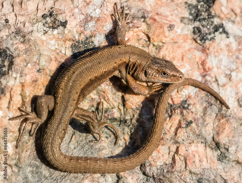 Fototapeta premium Lizard