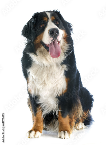 bernese moutain dog