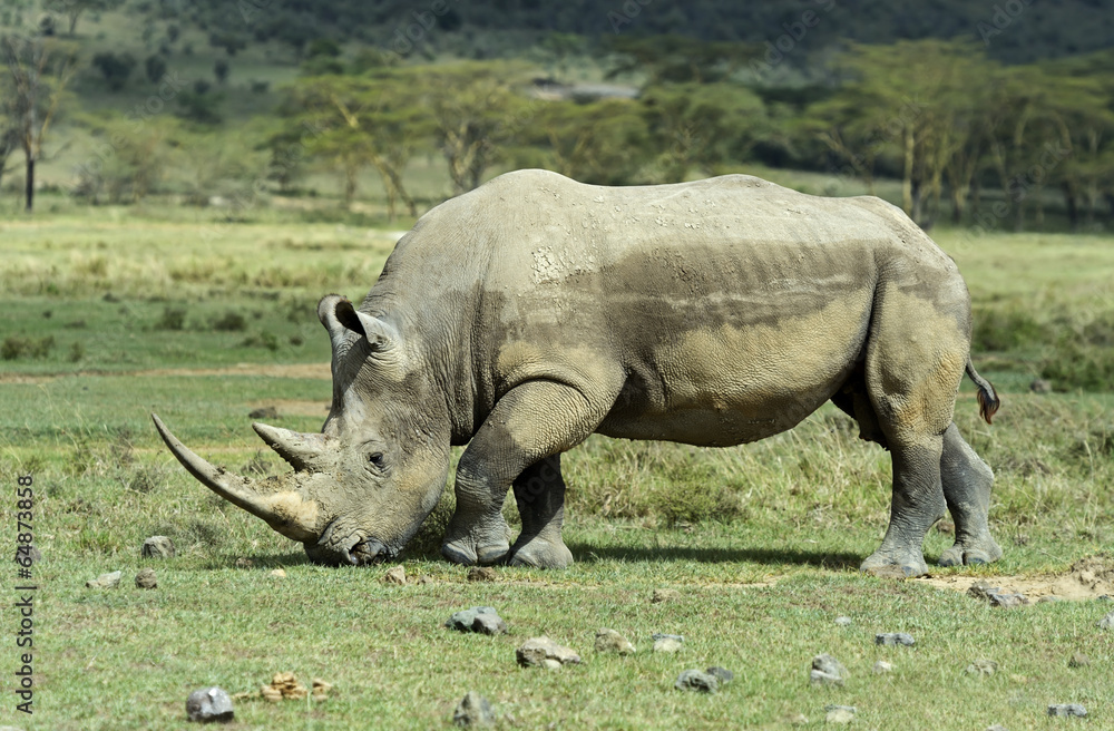 Obraz premium White Rhino