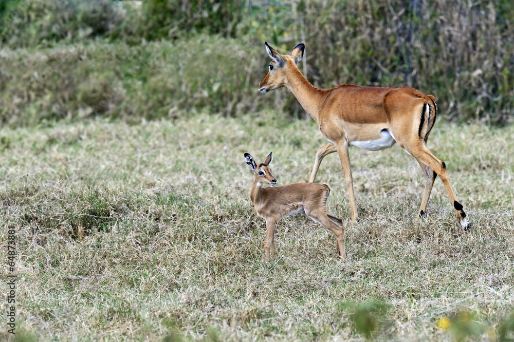 Gazelle Impala Gazelle Impala