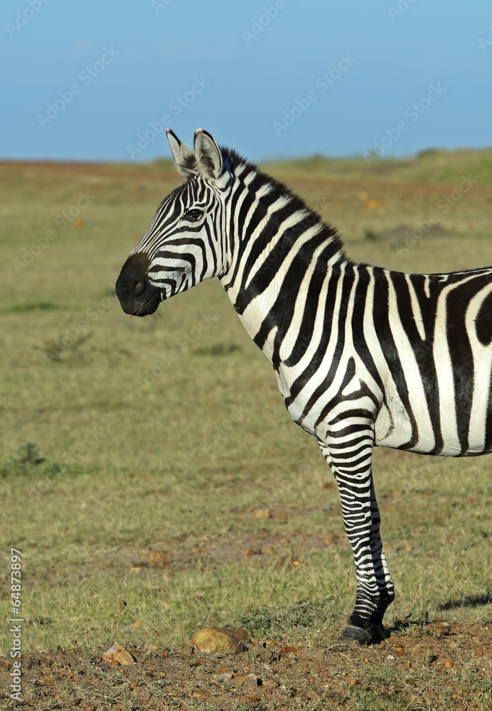 Naklejka premium Zebra