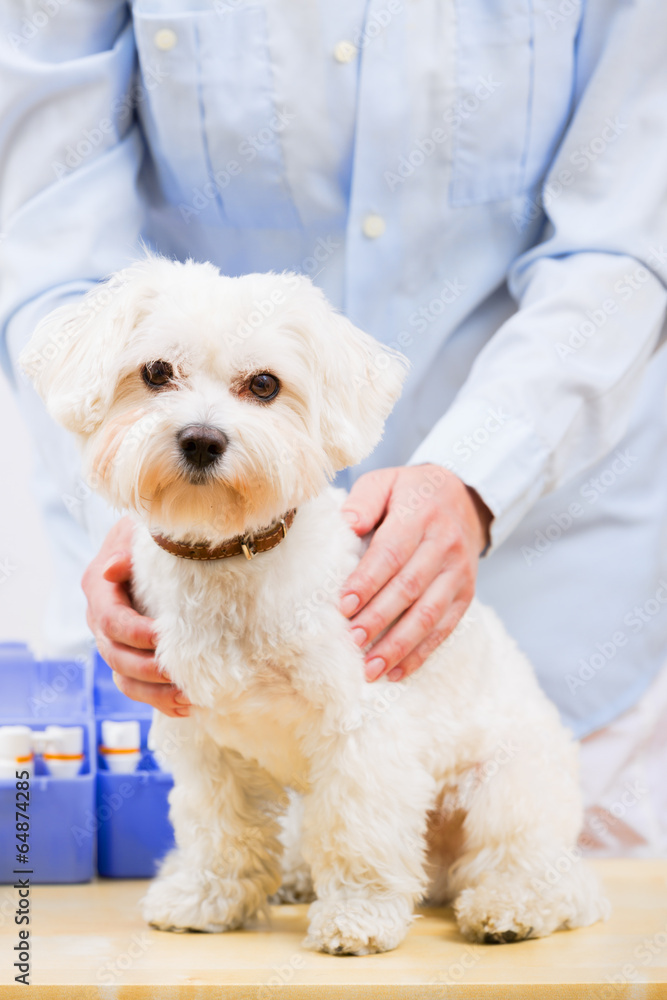 Veterinary treatment - lovely Maltese dog Veterinary treatment - lovely Maltese dog
