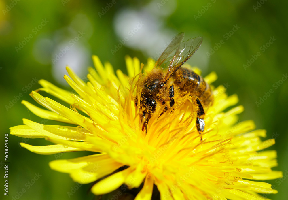Honeybee on yellow dandelion. - obrazy, fototapety, plakaty 