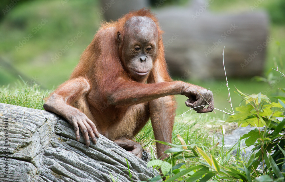 Fototapeta premium einsamer Orang Utan