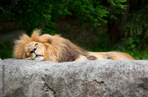 schlafender Löwe