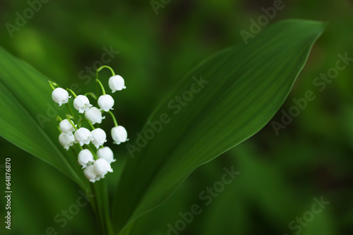 Fototapeta Naklejka Na Ścianę i Meble -  may-lily on the green background