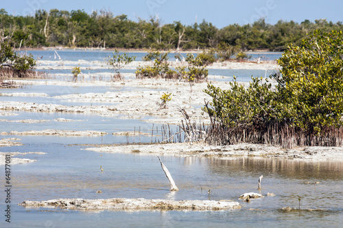 Zapata National Park, Cuba  - swamp mangrove