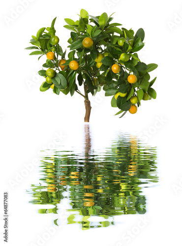 Small tangerines tree on white background