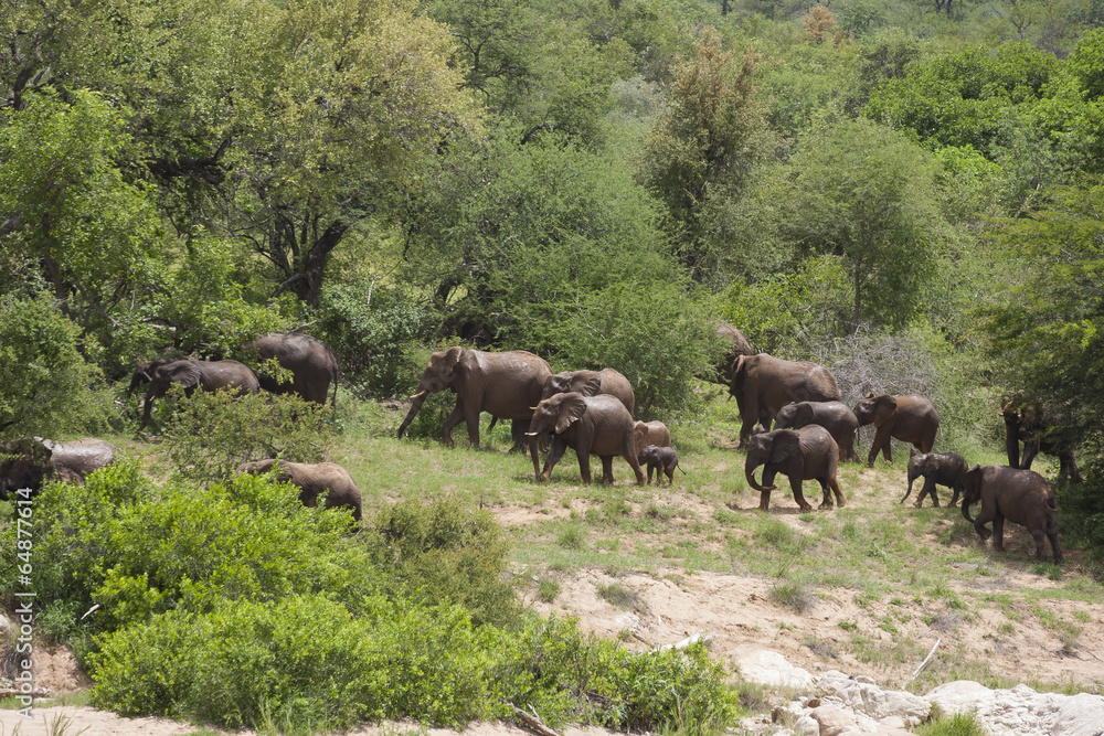 Wild elephants in South Africa Wild elephants in South Africa