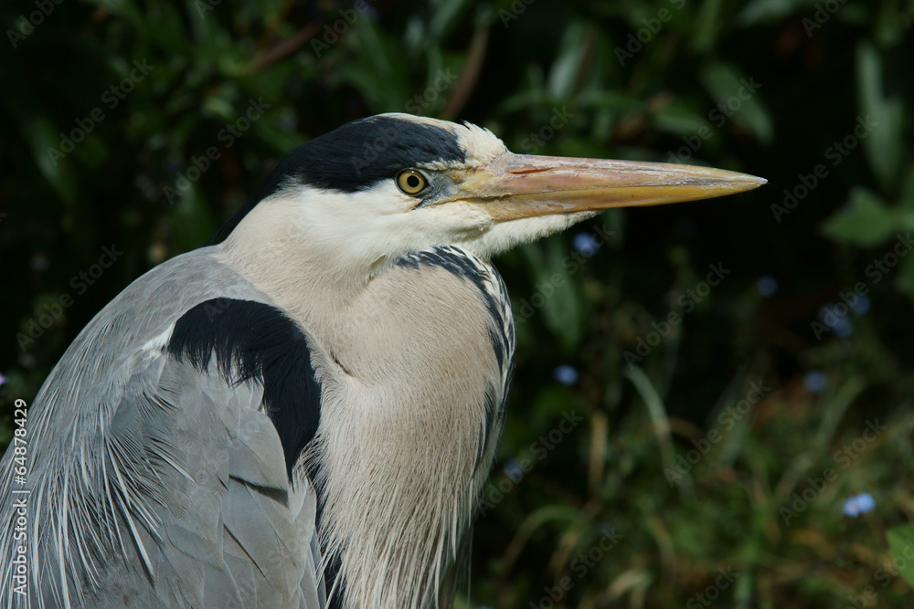 Grey Heron, Ardea cinerea Grey Heron, Ardea cinerea