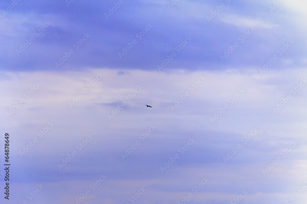 Fototapeta premium Bird high in the blue sky