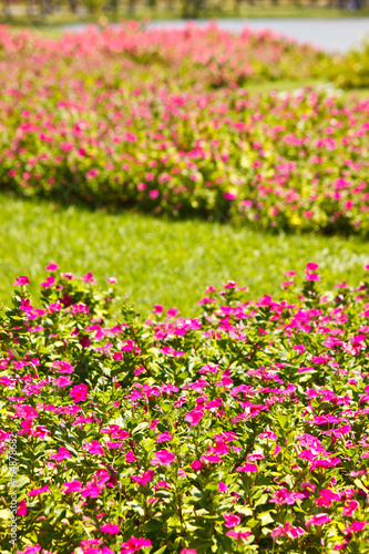 Fototapeta Naklejka Na Ścianę i Meble -  the beautiful flower in garden