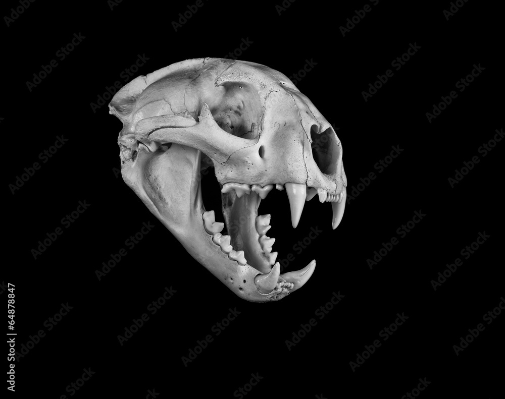 Obraz premium Cougar Skull