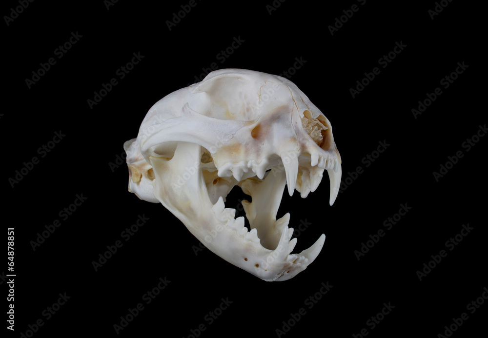 Fototapeta premium Bobcat Skull