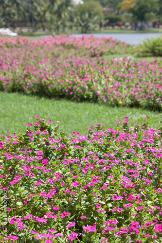 Fototapeta Naklejka Na Ścianę i Meble -  the beautiful flower in garden