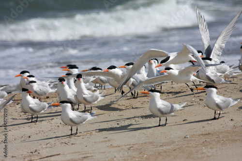 Royal Terns