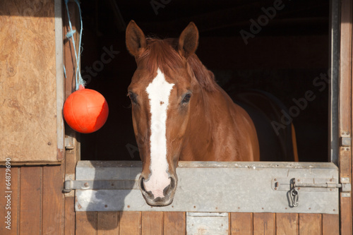 Fototapeta Naklejka Na Ścianę i Meble -  Caballo en establo con boya roja