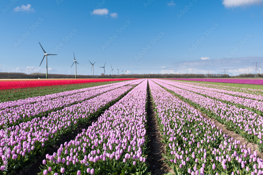 White Dutch tulips in spring