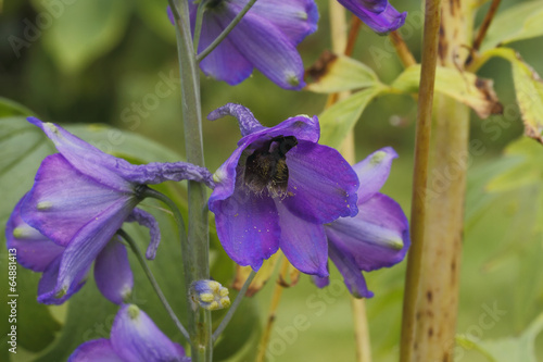 Rittersporn (Delphinium) photo