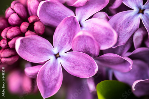 Naklejka Zbliżenie bzu kwiaty