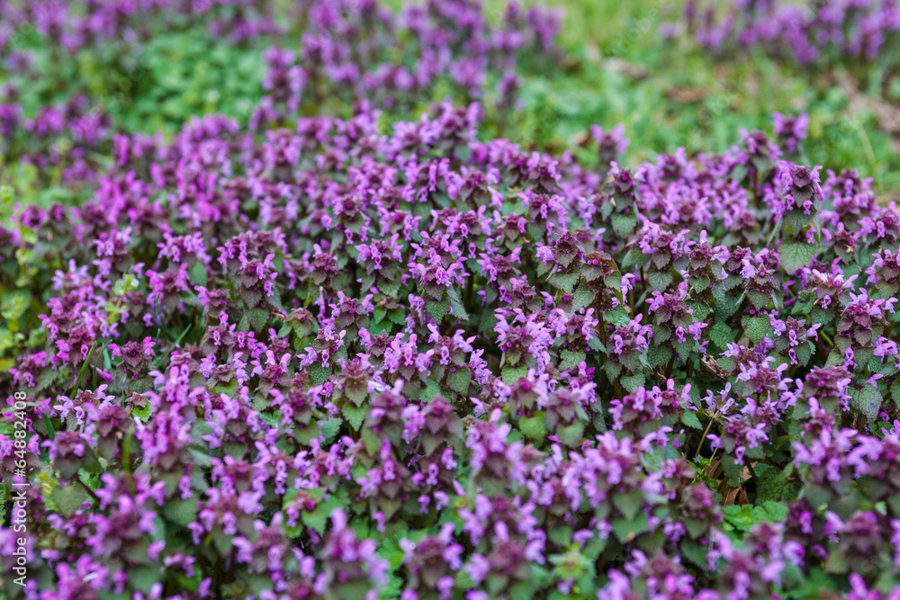 Purple dead nettle