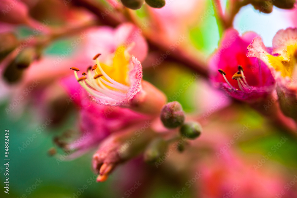 Closeup of pink flowers of the horse-chestnut tree Closeup of pink flowers of the horse-chestnut tree