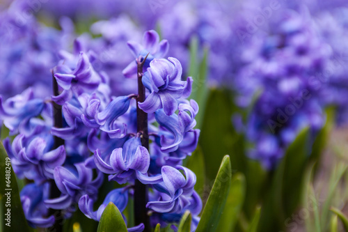 Blue flowers of Hyacinth