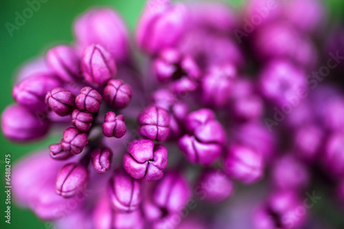 Closeup of Lilac flowers  buds