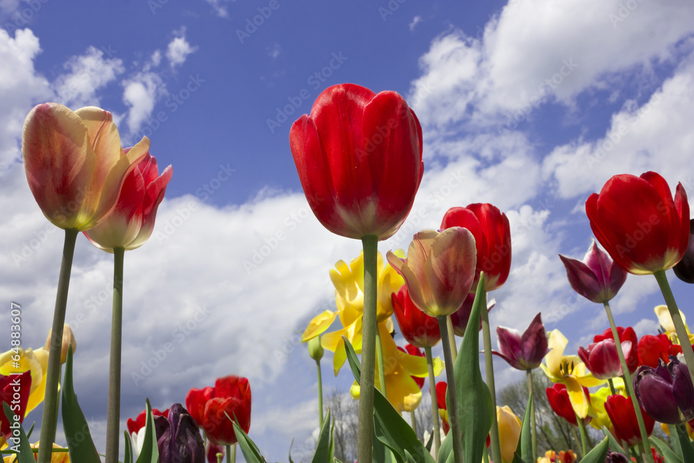 Obraz premium Colorful tulip field in Haymarket, Virginia.