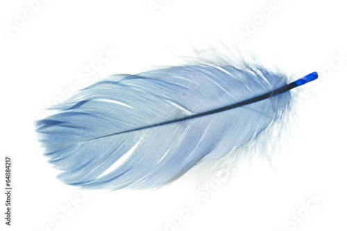 Принти на полотні feather