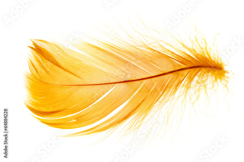 фотографія feather