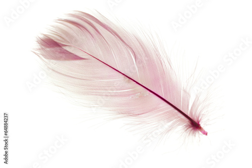 Фотография feather