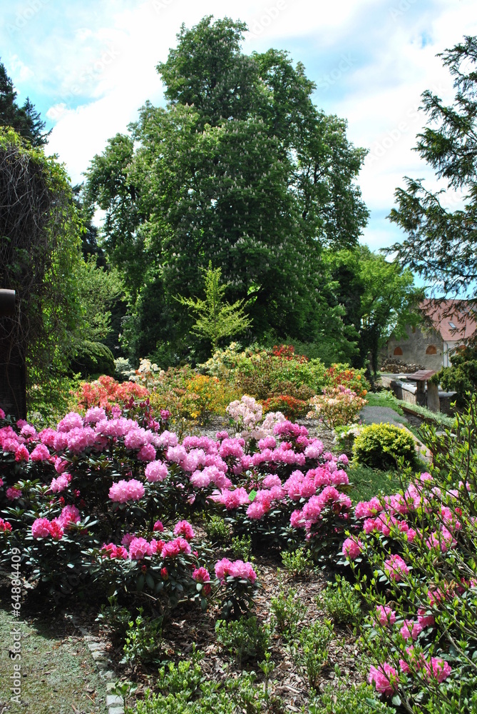 Rododendrony w ogrodzie Rododendrony w ogrodzie
