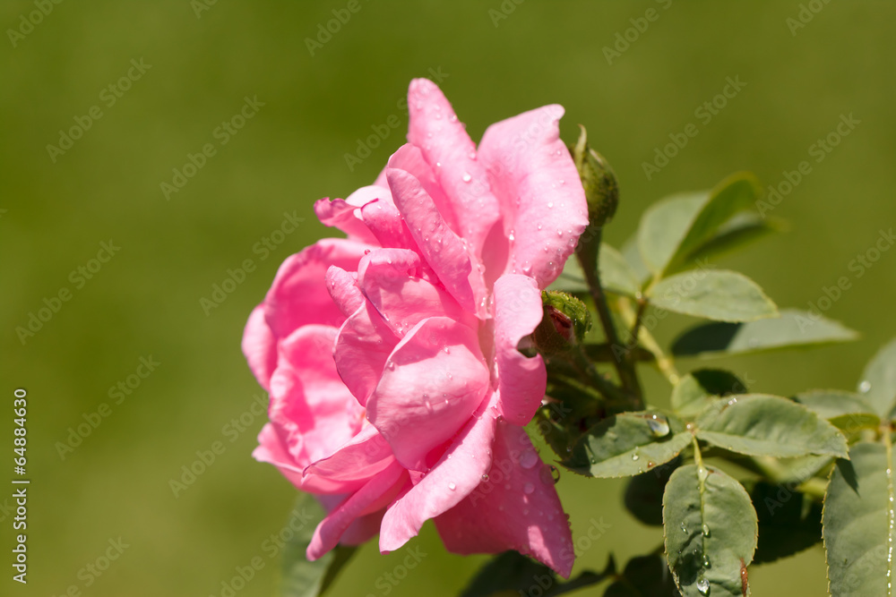 the pink rose in garden
