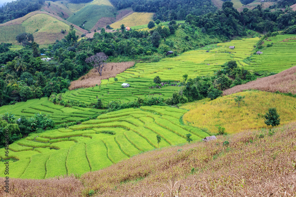 rice fields in the mountain at Chiangmai, Thailand