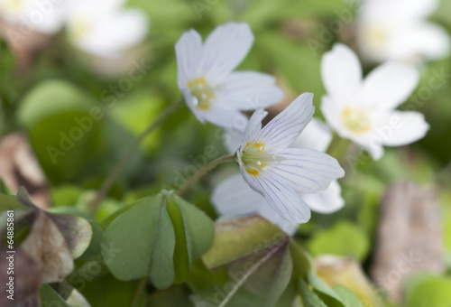 Blooming Wood sorrel  Oxalis acetosella