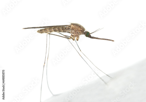 Mosquito Anopheles maculipennis resting on surface photo