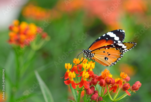 Butterfly on orange flower in the garden © sommai
