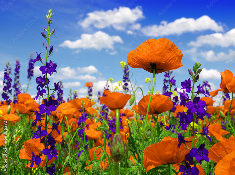 poppies blooming in the wild meadow - obrazy, fototapety, plakaty 