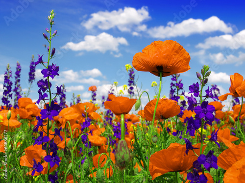 poppies blooming in the wild meadow photo